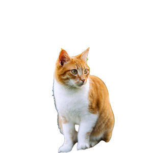 A Ginger Cat Sitting Outdoors, Surrounded By Blurred Greens. Perfect Pet Photography. 17161 - Cat PNG image with transparent background